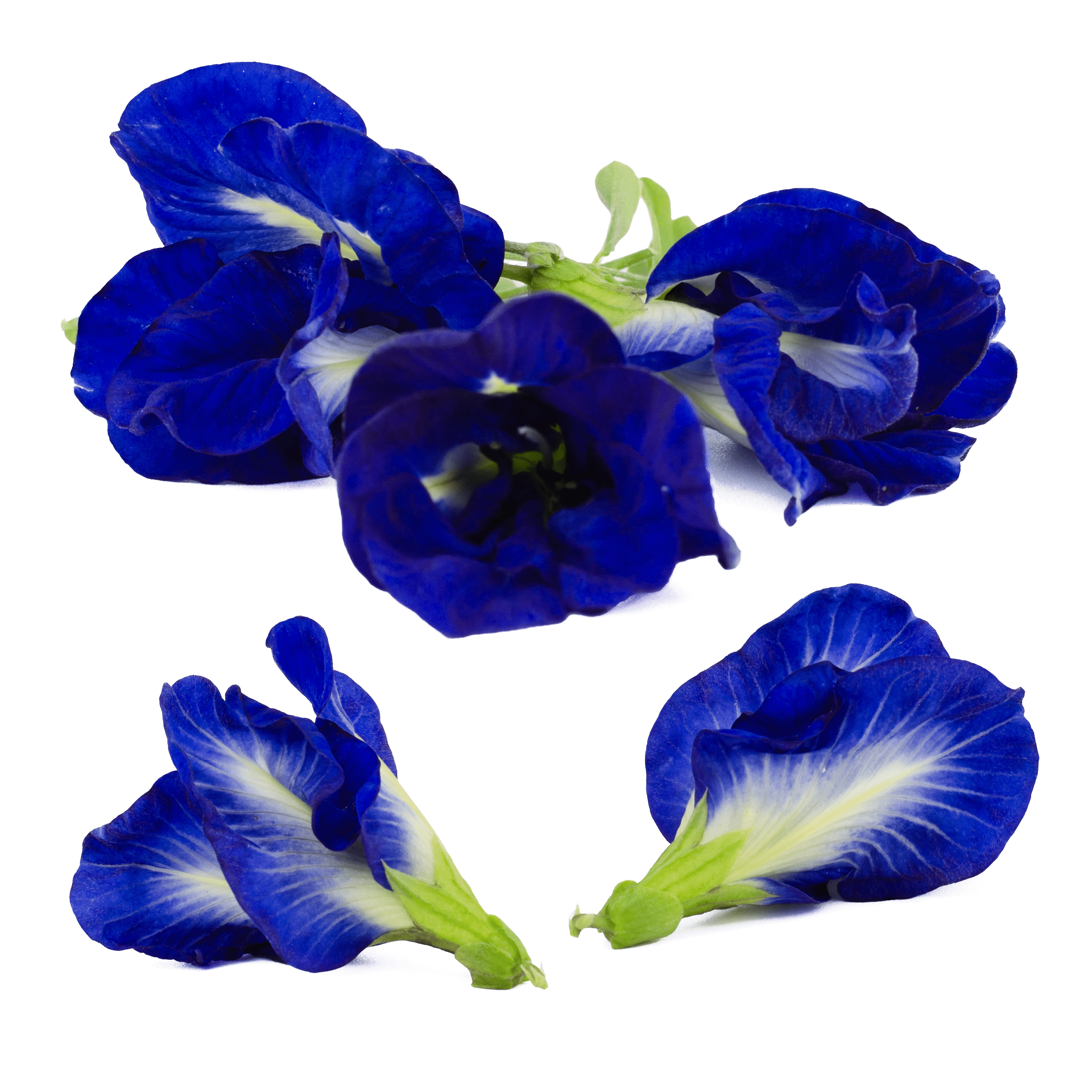 Blue Pea tea Flower